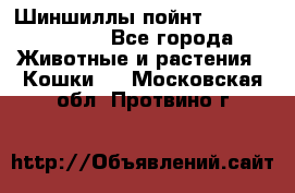 Шиншиллы пойнт ns1133,ny1133. - Все города Животные и растения » Кошки   . Московская обл.,Протвино г.